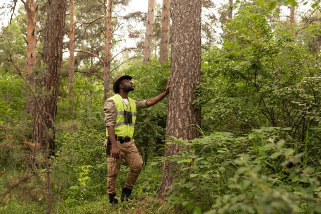 arborist sydney eastern suburbs