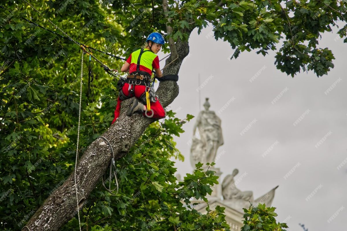 Top Reasons to Choose an Arborist in Sydney’s Eastern Suburbs